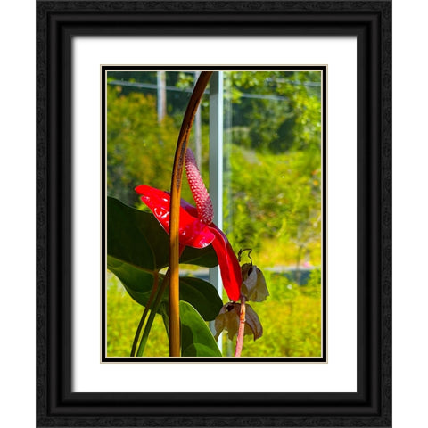 Flamingo Flower Black Ornate Wood Framed Art Print with Double Matting by Tenoever, William