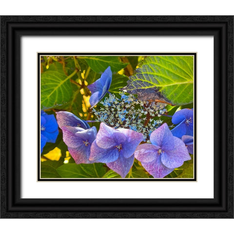 Hydrangea 1 Black Ornate Wood Framed Art Print with Double Matting by Tenoever, William