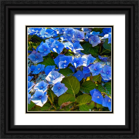 Hydrangea 2 Black Ornate Wood Framed Art Print with Double Matting by Tenoever, William