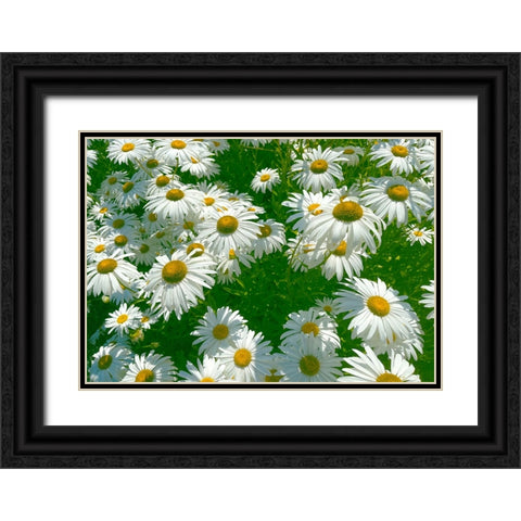 Daisy 2 Black Ornate Wood Framed Art Print with Double Matting by Tenoever, William