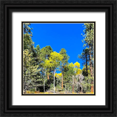 AspensInTheFall17 Black Ornate Wood Framed Art Print with Double Matting by Tenoever, William
