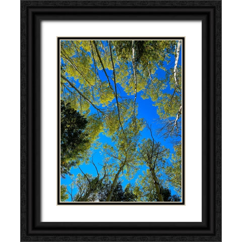 AspensInTheFall19 Black Ornate Wood Framed Art Print with Double Matting by Tenoever, William