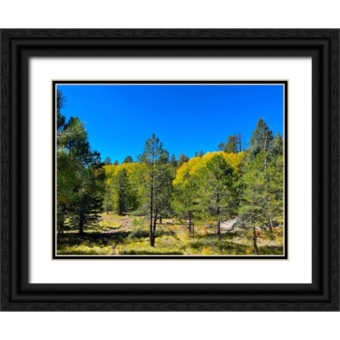 AspensInTheFall20 Black Ornate Wood Framed Art Print with Double Matting by Tenoever, William