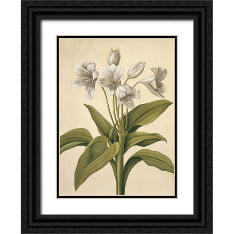 Lilies I Black Ornate Wood Framed Art Print with Double Matting by Huntington, Virginia