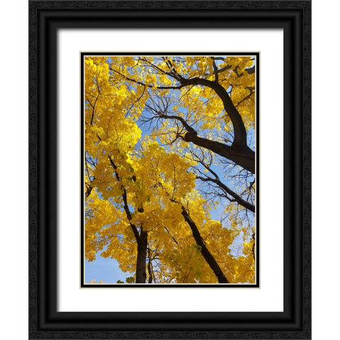 Silent Nature 2 Black Ornate Wood Framed Art Print with Double Matting by Phillip, Jamie