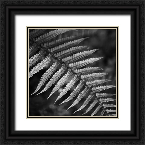 Night Fall Fern Black Ornate Wood Framed Art Print with Double Matting by Phillip, Jamie