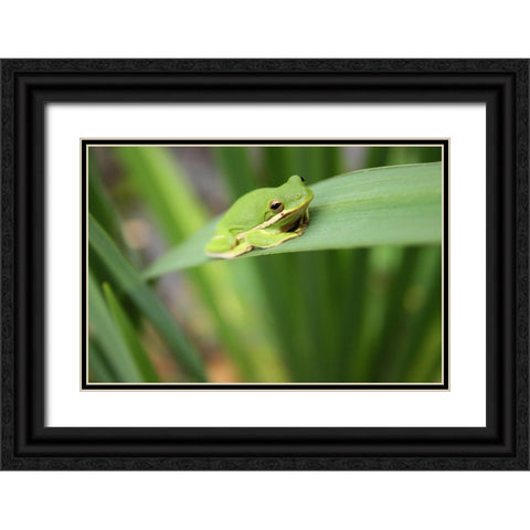 Alabama Tree Frog Black Ornate Wood Framed Art Print with Double Matting by Alabama Picture Archive