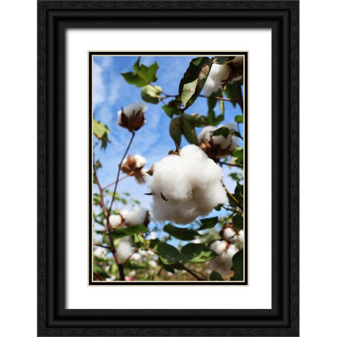 Cotton Harvest in Autaugaville-Alabama Black Ornate Wood Framed Art Print with Double Matting by Alabama Picture Archive