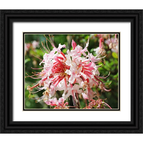 Native Pink Azalea Alabama Black Ornate Wood Framed Art Print with Double Matting by Alabama Picture Archive
