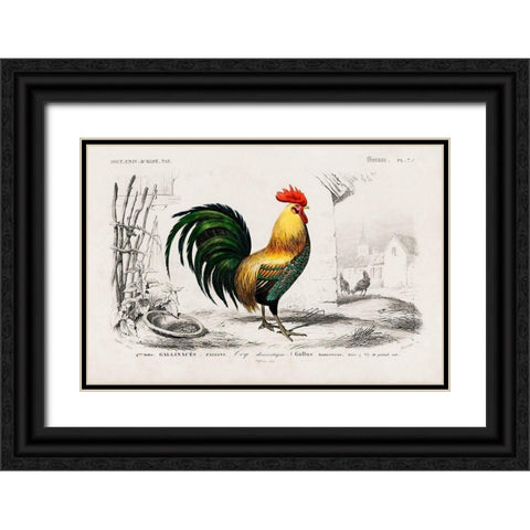 Cock Illustration Black Ornate Wood Framed Art Print with Double Matting by Orbigny, Dessalines D.