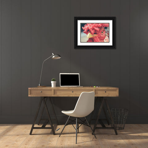 Mad Red Rooster Black Ornate Wood Framed Art Print with Double Matting by Chickens