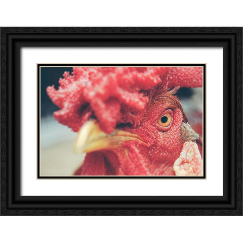 Mad Red Rooster Black Ornate Wood Framed Art Print with Double Matting by Chickens