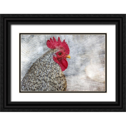 Posing Rooster Black Ornate Wood Framed Art Print with Double Matting by Chickens
