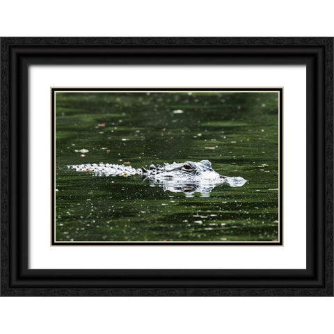 Alligator in a pond at Magnolia House and Gardens in South Carolina Black Ornate Wood Framed Art Print with Double Matting by South Carolina Picture Archive