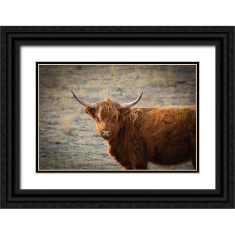 Texas Brown Steer Black Ornate Wood Framed Art Print with Double Matting by Texas Picture Archive