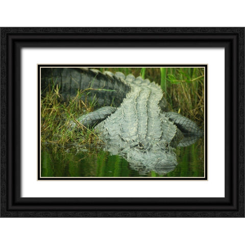 Texas Gator Black Ornate Wood Framed Art Print with Double Matting by Demcheck, Dennis