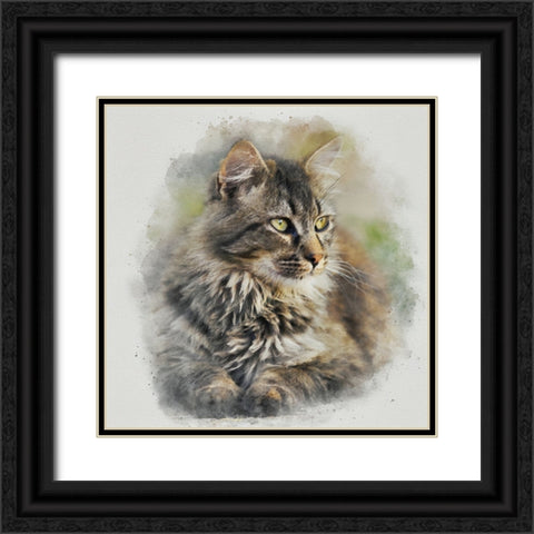 Maine Coon Cat Black Ornate Wood Framed Art Print with Double Matting by Alpenglow Workshop