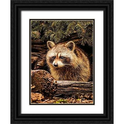 Raccoon Black Ornate Wood Framed Art Print with Double Matting by Alpenglow Workshop