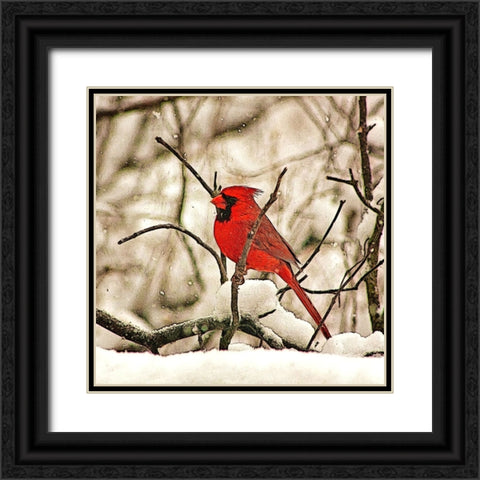Winters Perch Black Ornate Wood Framed Art Print with Double Matting by Alpenglow Workshop