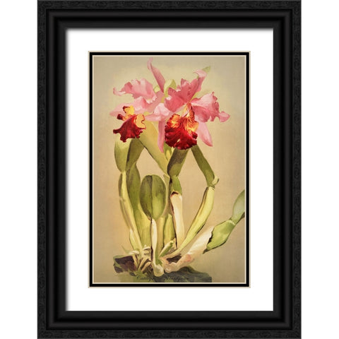 Cattleya Hardyana Orchid Black Ornate Wood Framed Art Print with Double Matting by Alpenglow Workshop