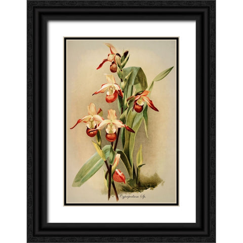 Cypridedium Orchid Black Ornate Wood Framed Art Print with Double Matting by Alpenglow Workshop