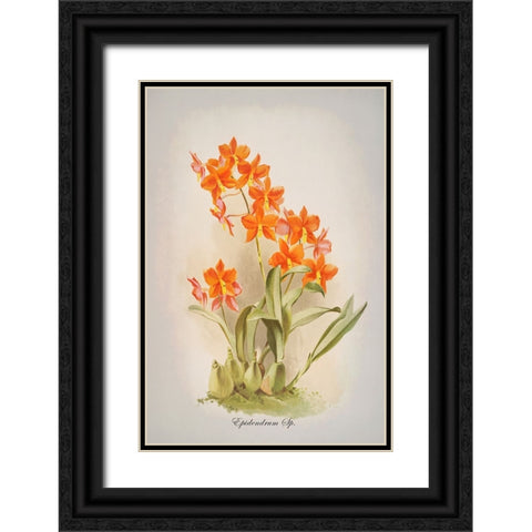 Epidendrum Orchid Black Ornate Wood Framed Art Print with Double Matting by Alpenglow Workshop