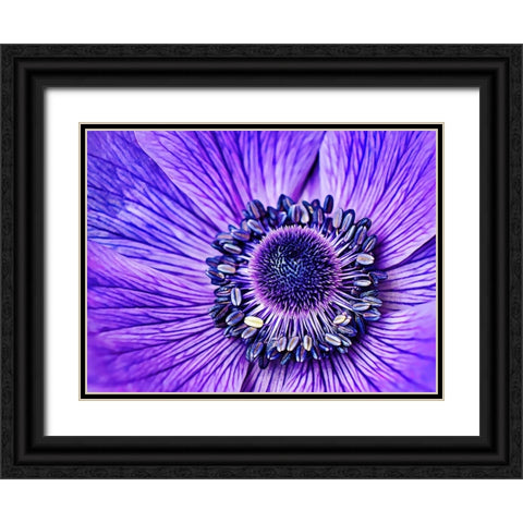 Heart of the Anemone Black Ornate Wood Framed Art Print with Double Matting by Alpenglow Workshop