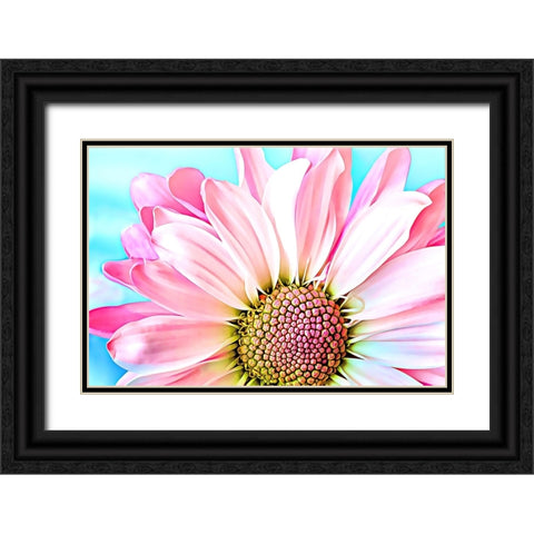 Pink Dahlia Black Ornate Wood Framed Art Print with Double Matting by Alpenglow Workshop