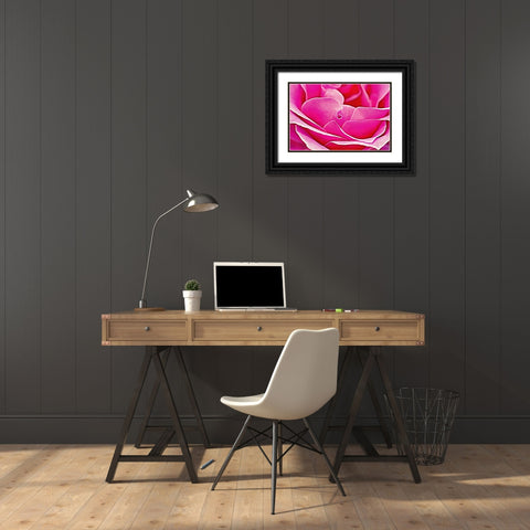 Pink Perfection Rose Black Ornate Wood Framed Art Print with Double Matting by Alpenglow Workshop
