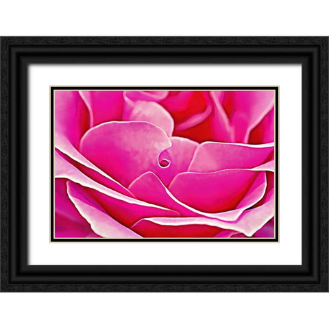 Pink Perfection Rose Black Ornate Wood Framed Art Print with Double Matting by Alpenglow Workshop