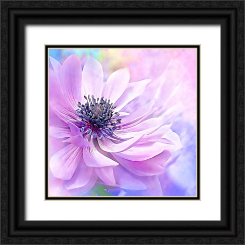 Wispy Purple Anemone Black Ornate Wood Framed Art Print with Double Matting by Alpenglow Workshop