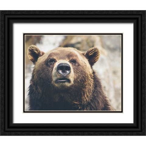 Bear Stare I Black Ornate Wood Framed Art Print with Double Matting by Smith, Karen