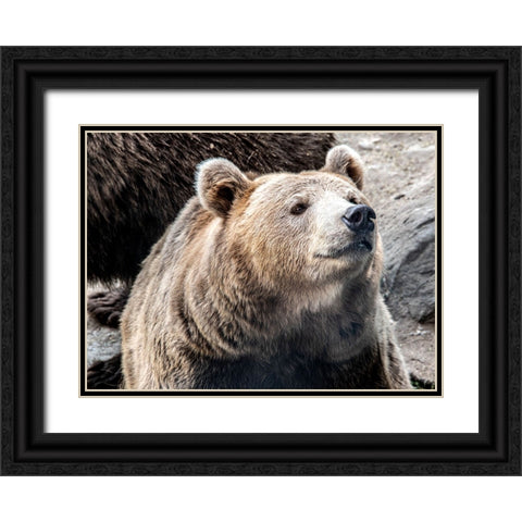 Bear Stare II Black Ornate Wood Framed Art Print with Double Matting by Smith, Karen