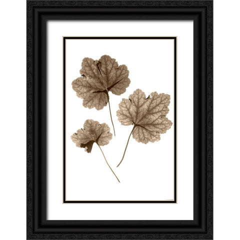 Heucher Black Ornate Wood Framed Art Print with Double Matting by Stalus, Judy