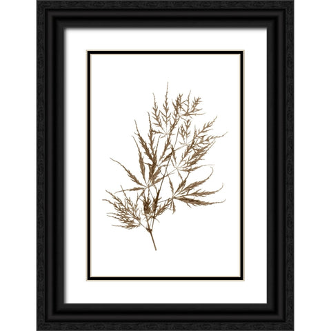 Japanese Maple Black Ornate Wood Framed Art Print with Double Matting by Stalus, Judy