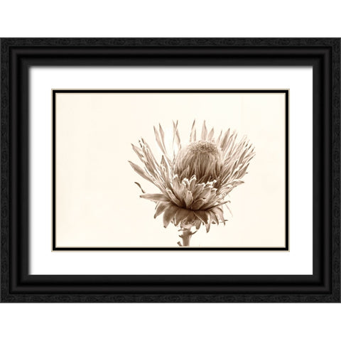 Protea Relic Black Ornate Wood Framed Art Print with Double Matting by Stalus, Judy
