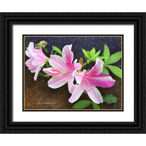 Pink Azaleas Black Ornate Wood Framed Art Print with Double Matting by Vest, Christopher