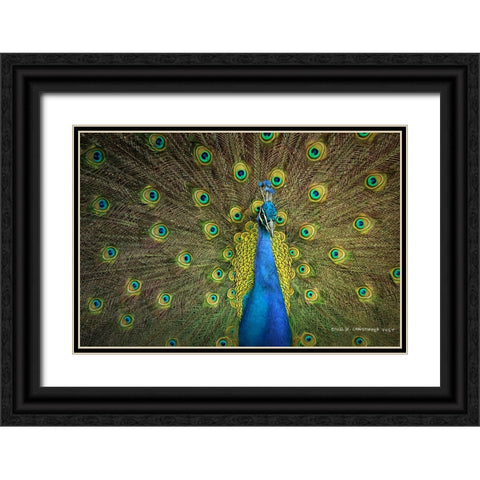 Peacock Display Black Ornate Wood Framed Art Print with Double Matting by Vest, Christopher
