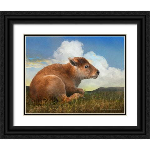 Bison Calf lying down Black Ornate Wood Framed Art Print with Double Matting by Vest, Christopher