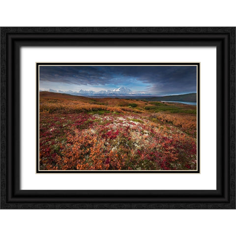 Denali in Fall color at sunrise-Wonder Lake Camping Ground Black Ornate Wood Framed Art Print with Double Matting by Howard Liu, Hao
