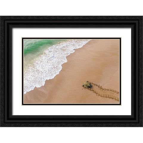 Turtle Season Black Ornate Wood Framed Art Print with Double Matting by AL Farsi, Haitham