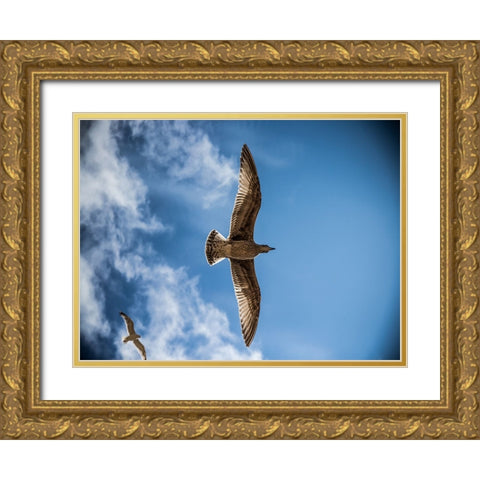 Bird 10 Gold Ornate Wood Framed Art Print with Double Matting by Lee, Rachel