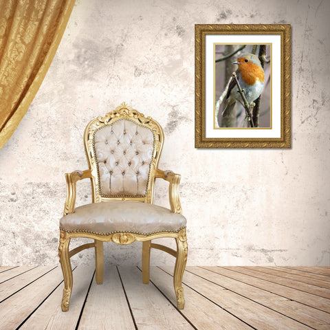 Bird 15 Gold Ornate Wood Framed Art Print with Double Matting by Lee, Rachel