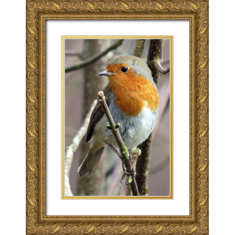 Bird 15 Gold Ornate Wood Framed Art Print with Double Matting by Lee, Rachel
