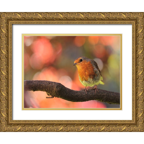 Bird 18 Gold Ornate Wood Framed Art Print with Double Matting by Lee, Rachel