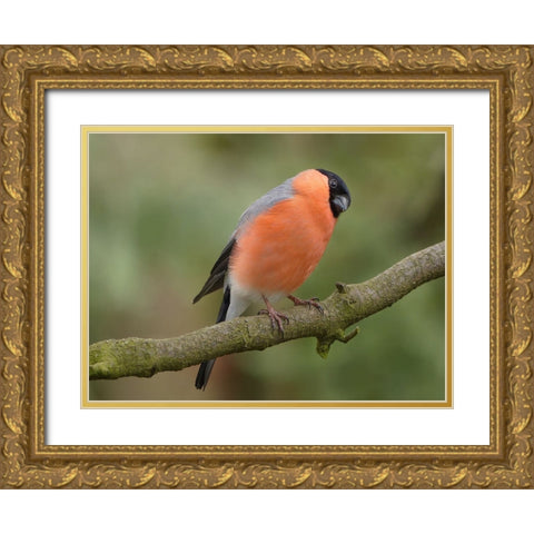 Bird 2 Gold Ornate Wood Framed Art Print with Double Matting by Lee, Rachel