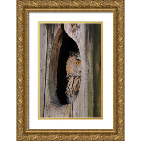 Bird 21 Gold Ornate Wood Framed Art Print with Double Matting by Lee, Rachel