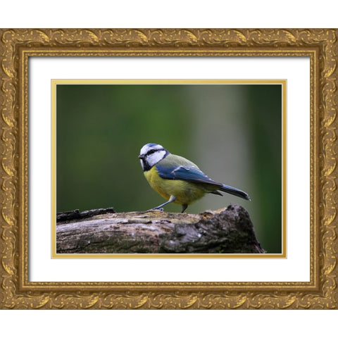 Bird 22 Gold Ornate Wood Framed Art Print with Double Matting by Lee, Rachel