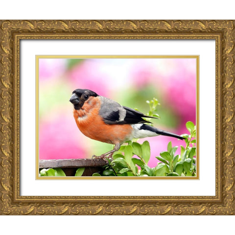 Bird 23 Gold Ornate Wood Framed Art Print with Double Matting by Lee, Rachel