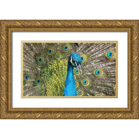 Bird 26 Gold Ornate Wood Framed Art Print with Double Matting by Lee, Rachel